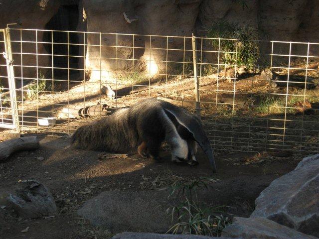 Anteater